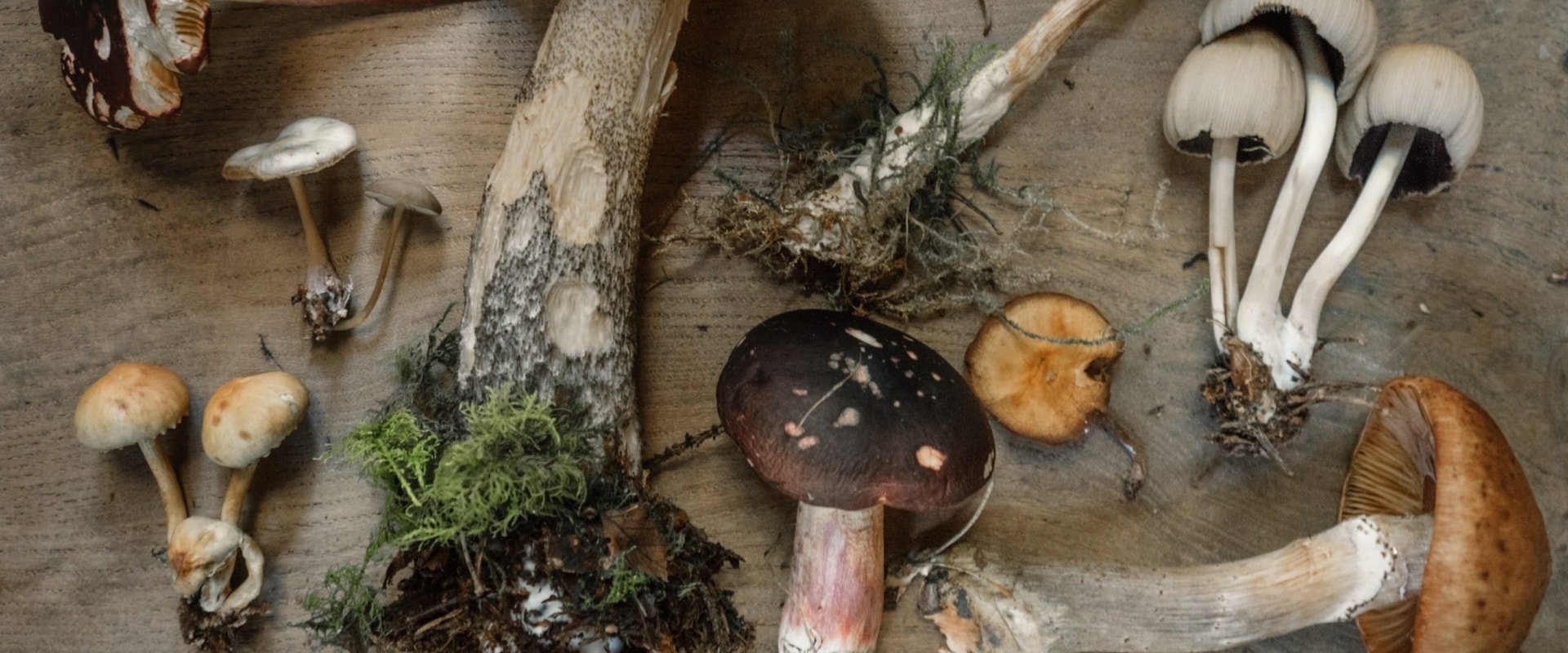 Harnessing the Power of Mushrooms to Enhance Vitamin D3 Levels