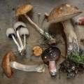 Exploring the Power of Mushrooms for Boosting Vitamin D3 Levels