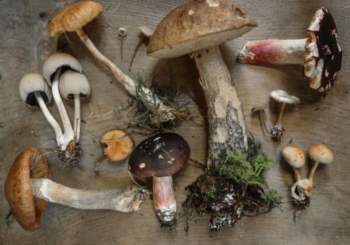 Exploring the Power of Mushrooms for Boosting Vitamin D3 Levels